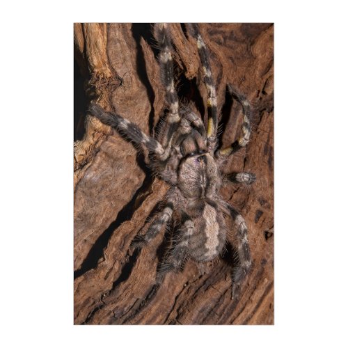 Indian Ornamental Tarantula Bark Acrylic Print