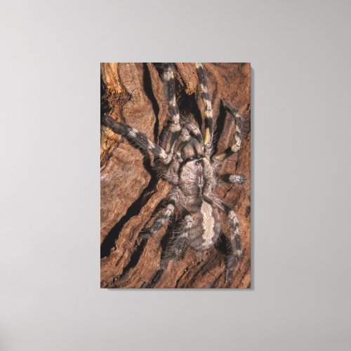 Indian Ornamental Tarantula Bark Canvas Print