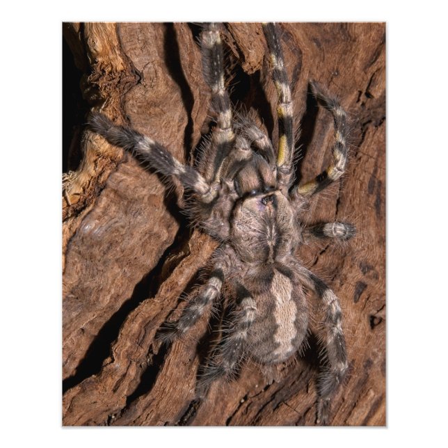 Indian Ornamental Tarantula Bark Photo Print (Front)