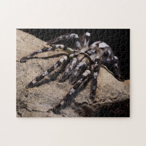 Indian ornamental tarantula jigsaw puzzle