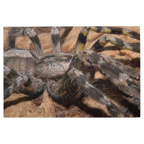 Indian Ornamental Tarantula Metal Print