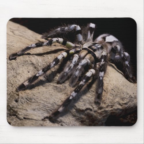 Indian ornamental tarantula mouse pad