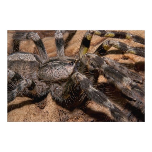 Indian Ornamental Tarantula Photo Print