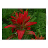 Indian paint brush (Front Horizontal)