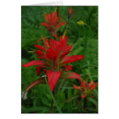 Indian paint brush (Front)