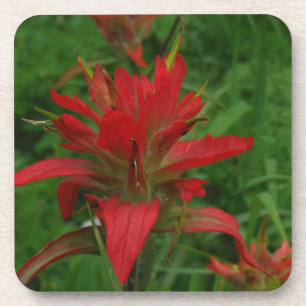 Indian paint brush beverage coaster