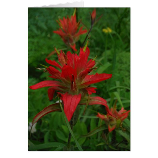 Indian paint brush cards (Front)