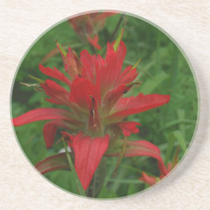 Indian paint brush coaster