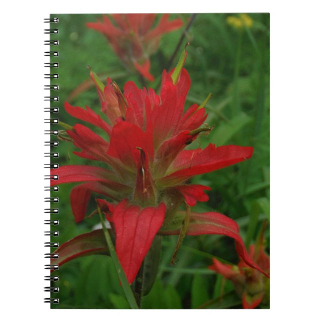 Indian paint brush notebook (Front)