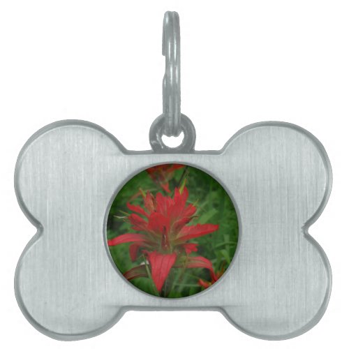 Indian paint brush pet ID tag