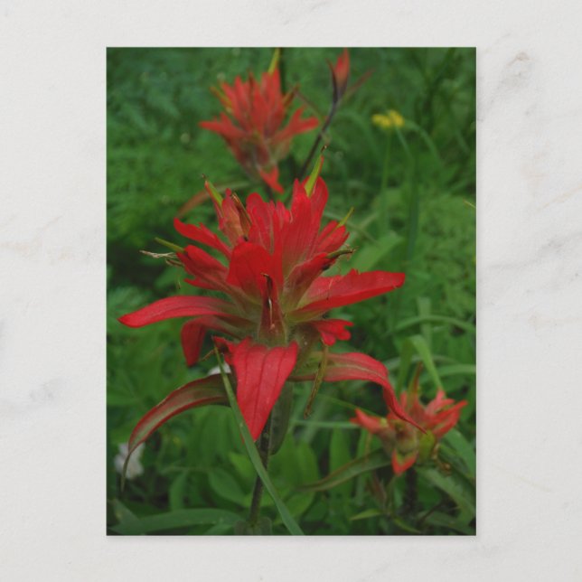 Indian paint brush postcard (Front)