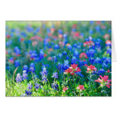 Indian Paintbrush (Front Horizontal)