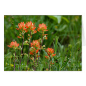 Indian Paintbrush (Front Horizontal)
