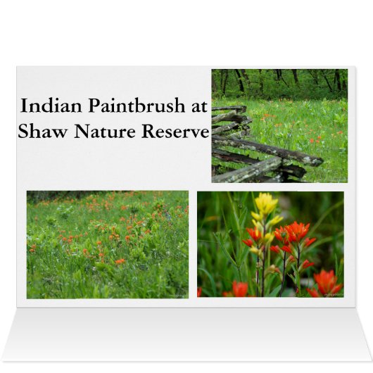 Indian Paintbrush (Inside Horizontal (Top))