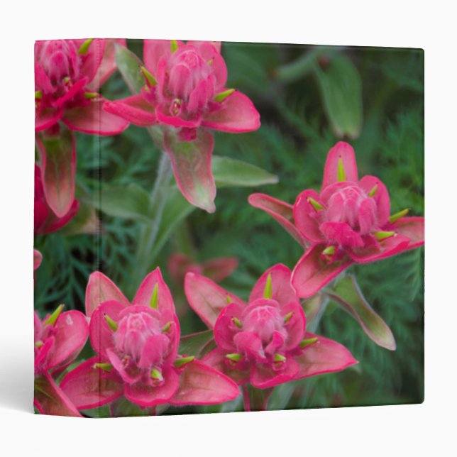 Indian Paintbrush 3 Ring Binder (Front/Spine)