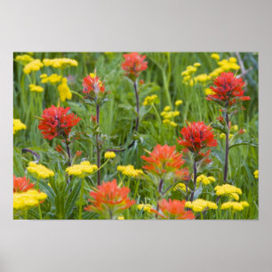 Indian paintbrush and biscuitroot wildflowers poster
