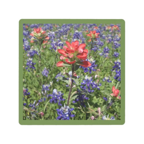 Indian Paintbrush and Texas Bluebonnets Metal Print
