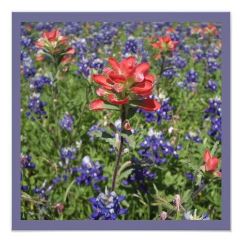 Indian Paintbrush and Texas Bluebonnets Photo Print