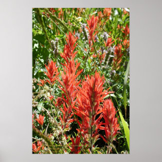 Indian Paintbrush At Sierra Buttes, California Poster
