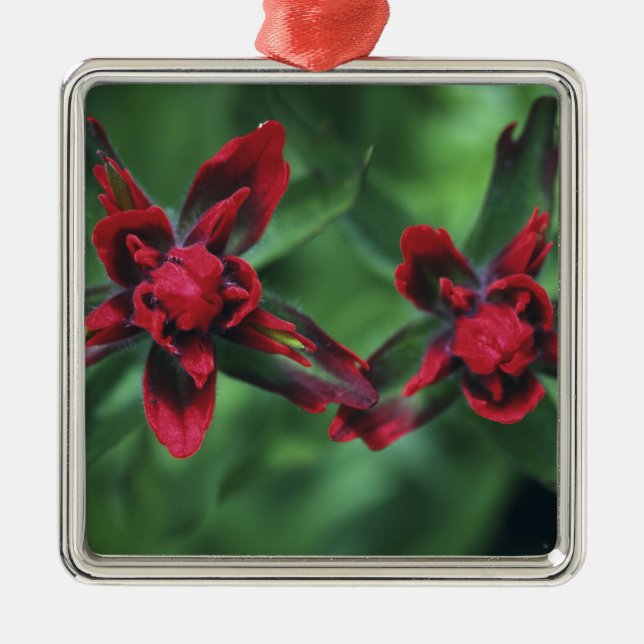 Indian Paintbrush, Banff NP, Alberta, Canada 2 Metal Ornament (Front)