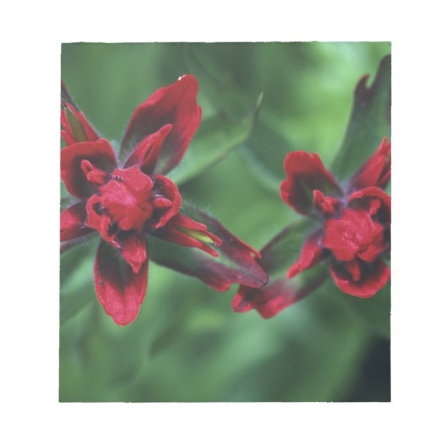 Indian Paintbrush, Banff NP, Alberta, Canada 2 Notepad (Front)