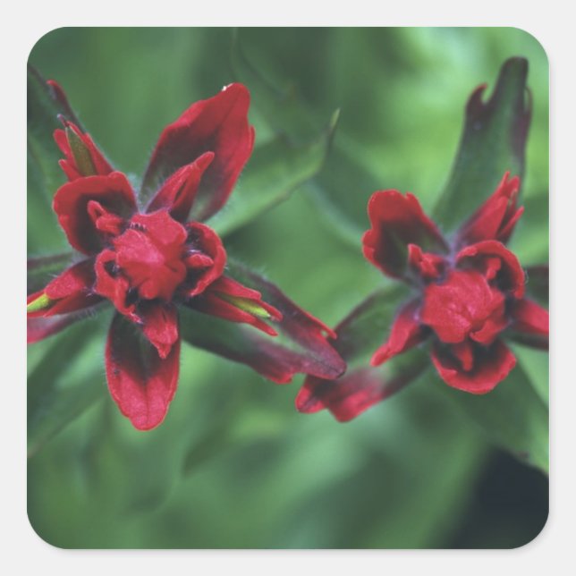 Indian Paintbrush, Banff NP, Alberta, Canada 2 Square Sticker (Front)