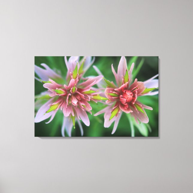 Indian Paintbrush, Banff NP, Alberta, Canada Canvas Print (Front)