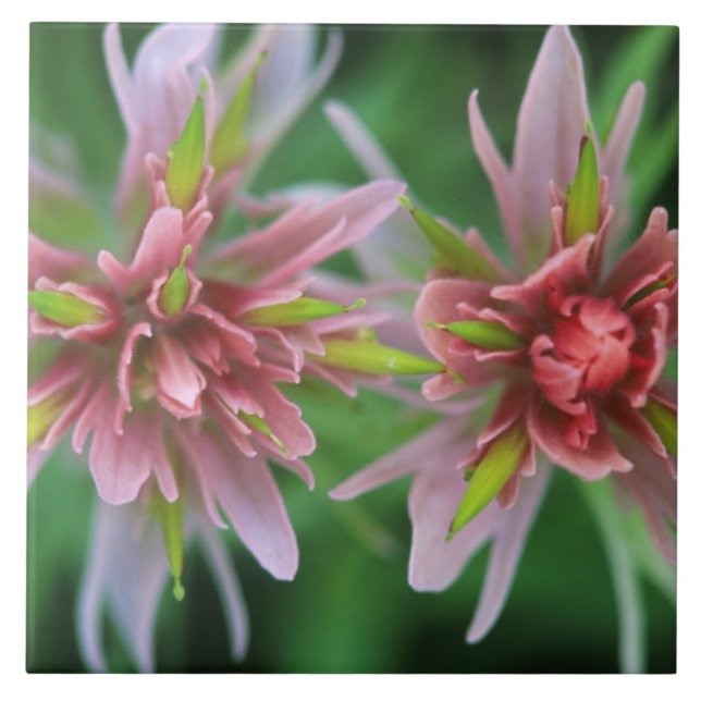 Indian Paintbrush, Banff NP, Alberta, Canada Ceramic Tile (Front)