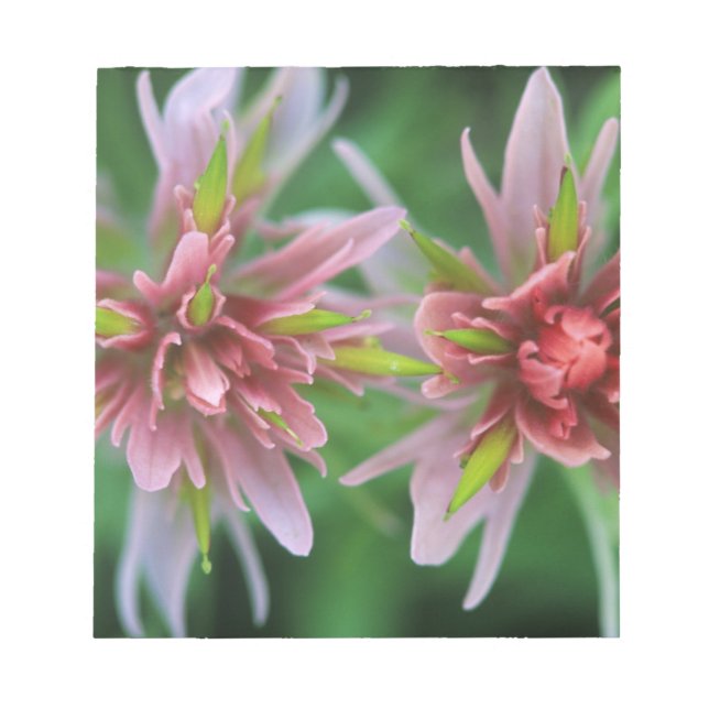 Indian Paintbrush, Banff NP, Alberta, Canada Notepad (Front)