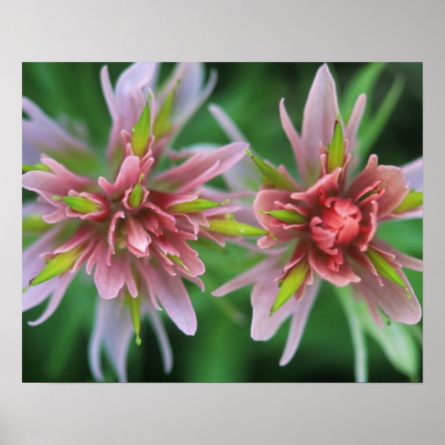 Indian Paintbrush, Banff NP, Alberta, Canada Poster (Front)
