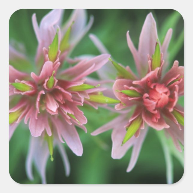 Indian Paintbrush, Banff NP, Alberta, Canada Square Sticker (Front)