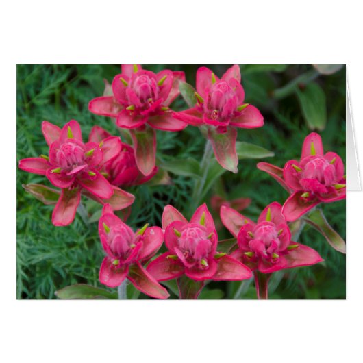 Indian Paintbrush Cards (Front Horizontal)