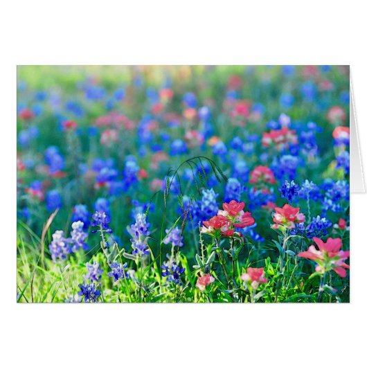 Indian Paintbrush Cards (Front Horizontal)