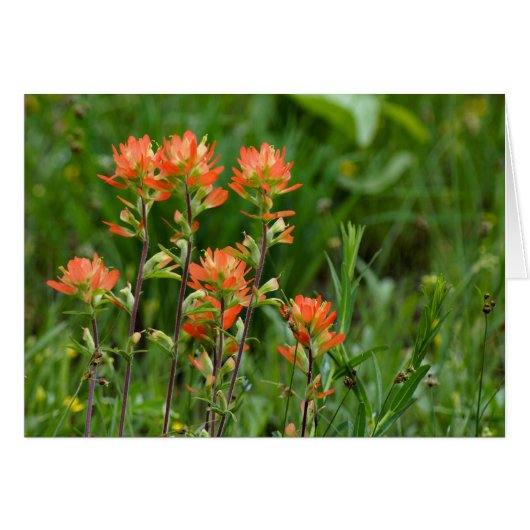 Indian Paintbrush Cards (Front Horizontal)