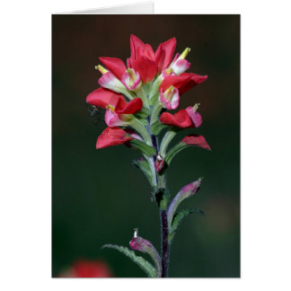 Indian Paintbrush Cards