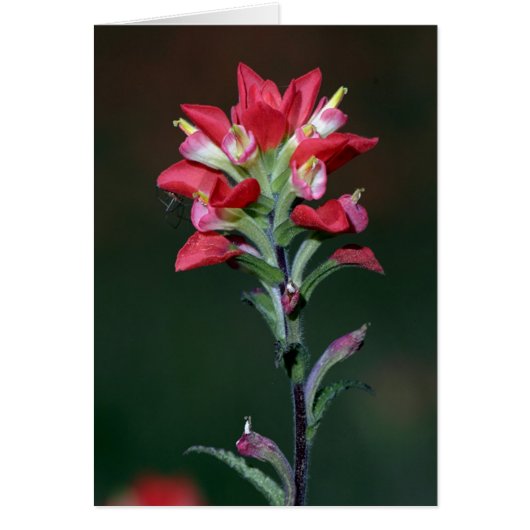 Indian Paintbrush Cards (Front)
