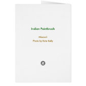 Indian Paintbrush Cards (Back)