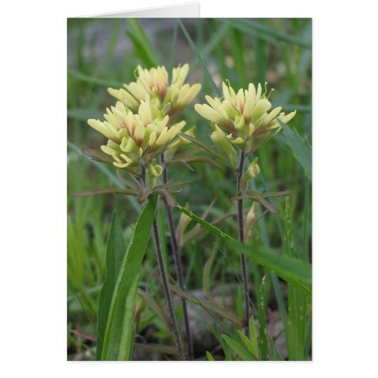 Indian Paintbrush Cards (Front)