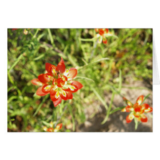 Indian Paintbrush Cards