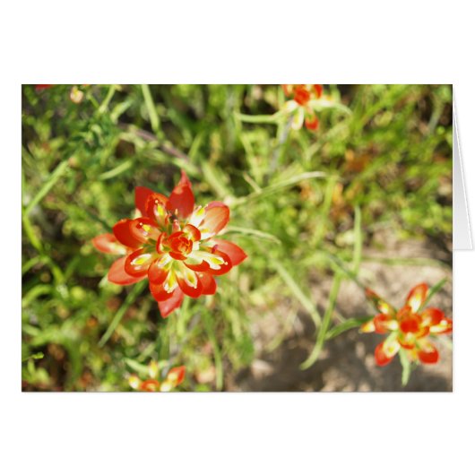 Indian Paintbrush Cards (Front Horizontal)