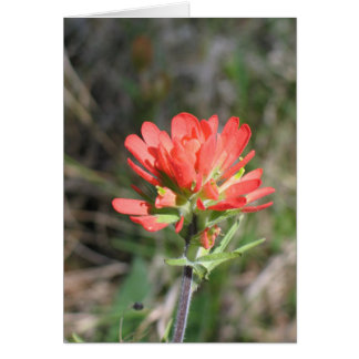 Indian Paintbrush Cards