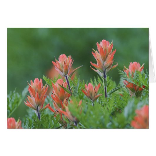 Indian Paintbrush, Castilleja miniata, Ouray, (Front Horizontal)