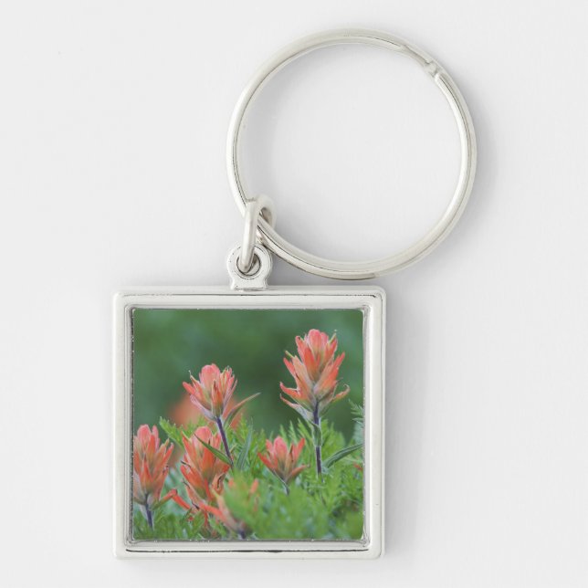 Indian Paintbrush, Castilleja miniata, Ouray, Keychain (Front)