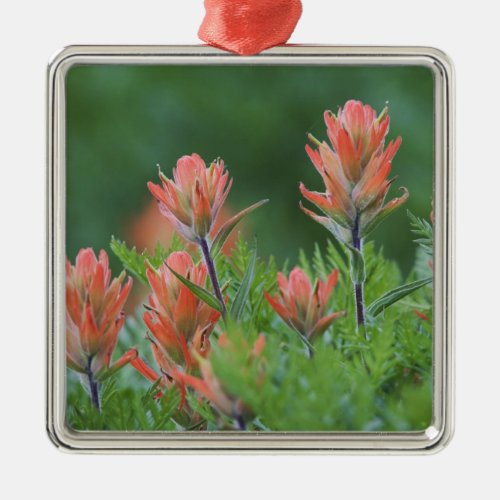 Indian Paintbrush Castilleja miniata Ouray Metal Ornament