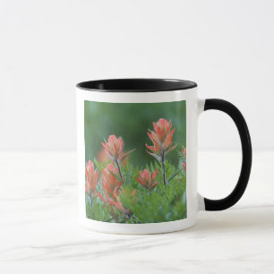 Indian Paintbrush, Castilleja miniata, Ouray, Mug