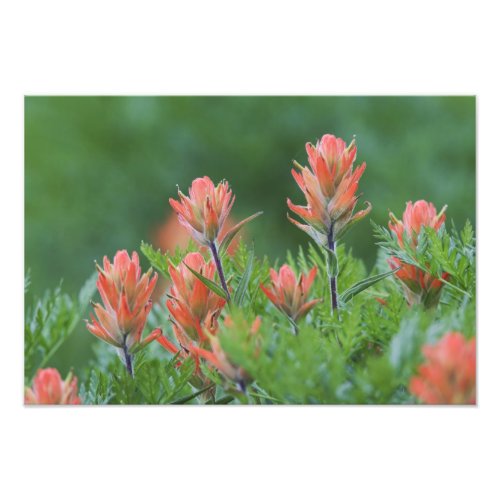 Indian Paintbrush Castilleja miniata Ouray Photo Print