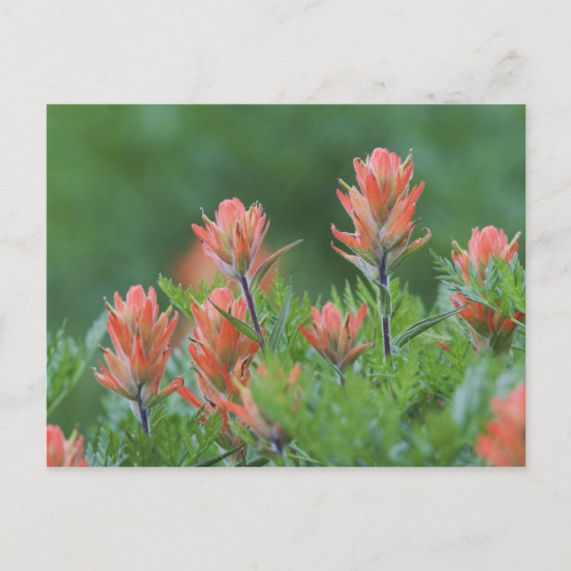 Indian Paintbrush, Castilleja miniata, Ouray, Postcard (Front)