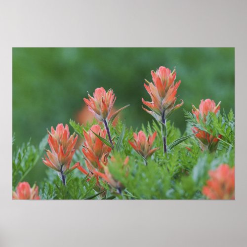 Indian Paintbrush Castilleja miniata Ouray Poster