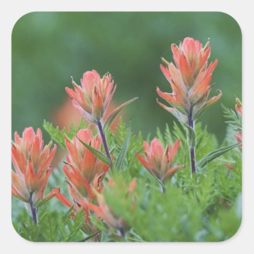 Indian Paintbrush Castilleja miniata Ouray Square Sticker