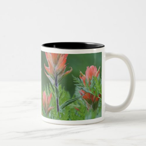 Indian Paintbrush Castilleja miniata Ouray Two_Tone Coffee Mug